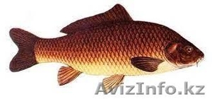 Свежая морская рыба #1154765