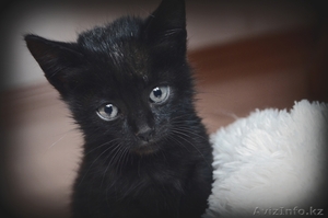 Котята в добрые руки! #1155120