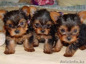  Мальчики йоркширского терьера #1163435