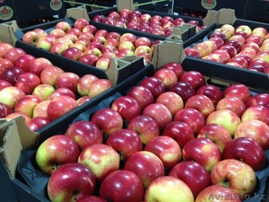 яблоки и др. фрукты из европы #1156952