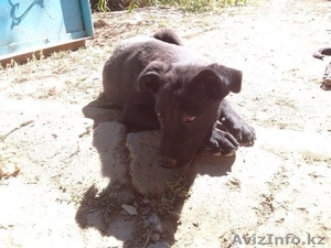 Пропали щенки.. #1158832