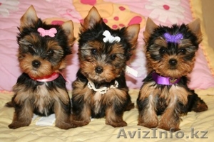 Очаровательные щеночки йоркширского терьера #1163450