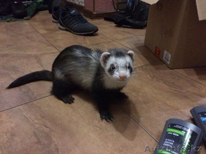 Продам замечательное домашнее животное! #1160575