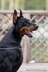 Щенки добермана от титулованных родителей #1176235