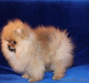 померанского шпица Мальчик и девочка-мишки #1179985