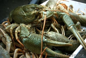 Живые раки Aлматы оптом! #1172707