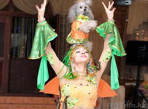 Дрессированные собачки! #1176404