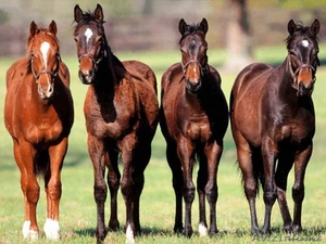 Лошади,  коровы на согым #1179520