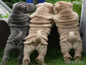 шарпее редких окрасов #1179894