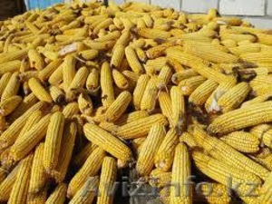 Продам Кукурузу в початках в Алматы #1176903