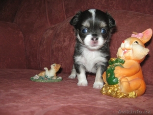 Очаровательные щенки ищут своего заботливого и любещего хозяина #1169674