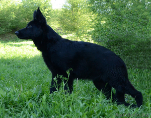 щенки немецкой овчарки чёрного и чепрачного окрасов #1177678