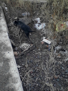 Дарю щенят и пару собак повзрослее. Симпотичные смеси известных пород. #1172506