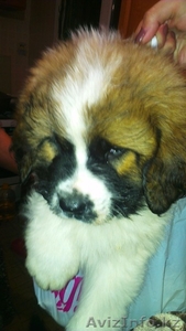 продам щенков московской сторожевой #1170010