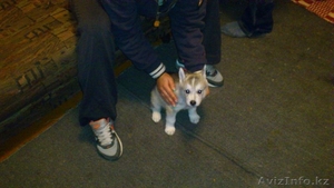 Очаровательные щенки Хаски #1175561