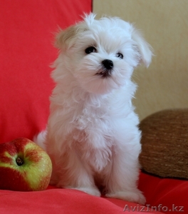 продаются щенки мальтезе #1176728