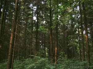 лесоматериалы. доска. лес кругляк #1174834