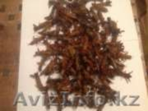 Народное средство для лечения туберкулеза  - азиатская МЕДВЕДКА #1182530