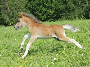 Продажа пони. Пони-ферма. #1183035