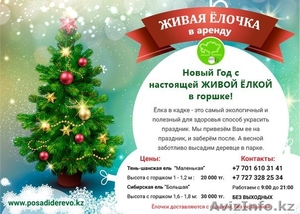 Аренда Живой Елочки в Алматы! До 5 декабря! #1179789