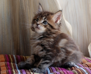 Мейн-кун котята #1178986