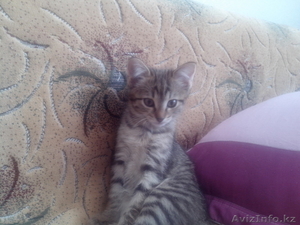 отдам котика и кошечку в добрые руки #1179486