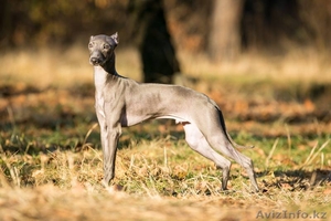 Щенок левретки в питомнике Flora Style! #1188329