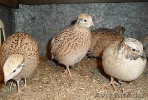 Перепела разного возраста,  инкубационное и пищевое яйцо #1190797