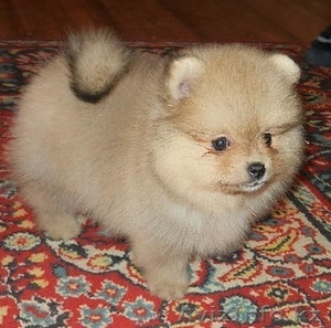 Очаровательные щенки шпица #1192156