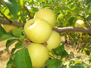 Продажа яблок в Алматы #1183753