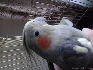 продам попугая  #1187142
