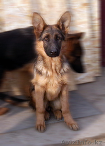 Продам Щенков немецкой овчарки в Алматы #1188902