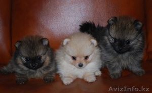 Предлагаем к продаже щенка померанского шпица #1192157
