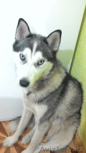 Пропала СИБИРСКАЯ ХАСКИ в г. Талгар #1190365