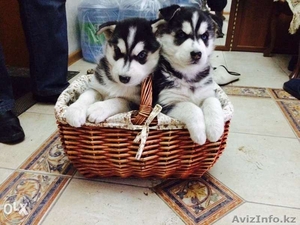 Продаются щенки Сибирский Хаски #1185269