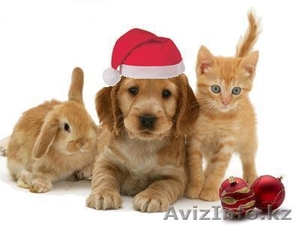 ЗООМИР сеть товаров для животных #1187216