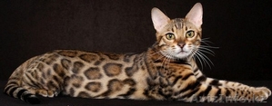 Бенгальские котята - ХОЧЕШЬ ДОМА ЛЕОПАРДА? #1191087