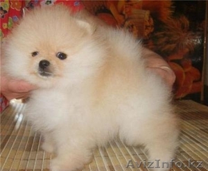 Померанский шпиц кобель окрас оранж #1192154