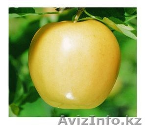 Яблоки оптом Алматы  #1188031