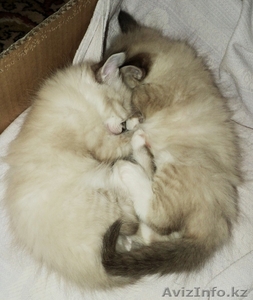 Отдам очень милых котят в хорошие руки #1189383