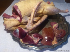 Мясо фермерского ГУСЯ #1188756