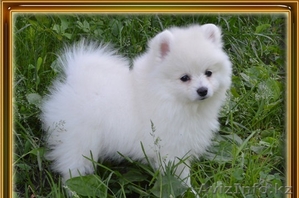 милые Поморское щенки #1192153