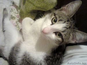 кошечка ищет заботливых и любящих хозяев #1197525