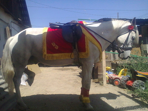 прокат на лошади и в карете. #1183907