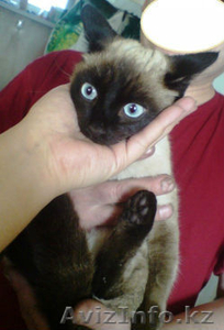 Отдам кошку сиамку #1189847