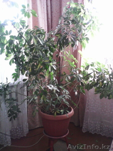 Продам растение шифлеру #1188485