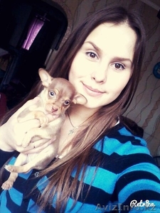 Самый милый той-терьер для самых заботливых хозяев #1197640