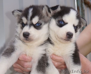 Идеальные коричнево-белые щенки с родословной РКФ #1185678