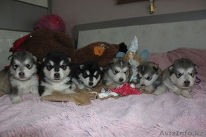 Продам Щенков Аляскинского Маламута,  возраст 1, 5 мес #1188526