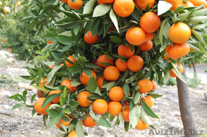 Поставка эксклюзивных фруктов по СНГ #1186570